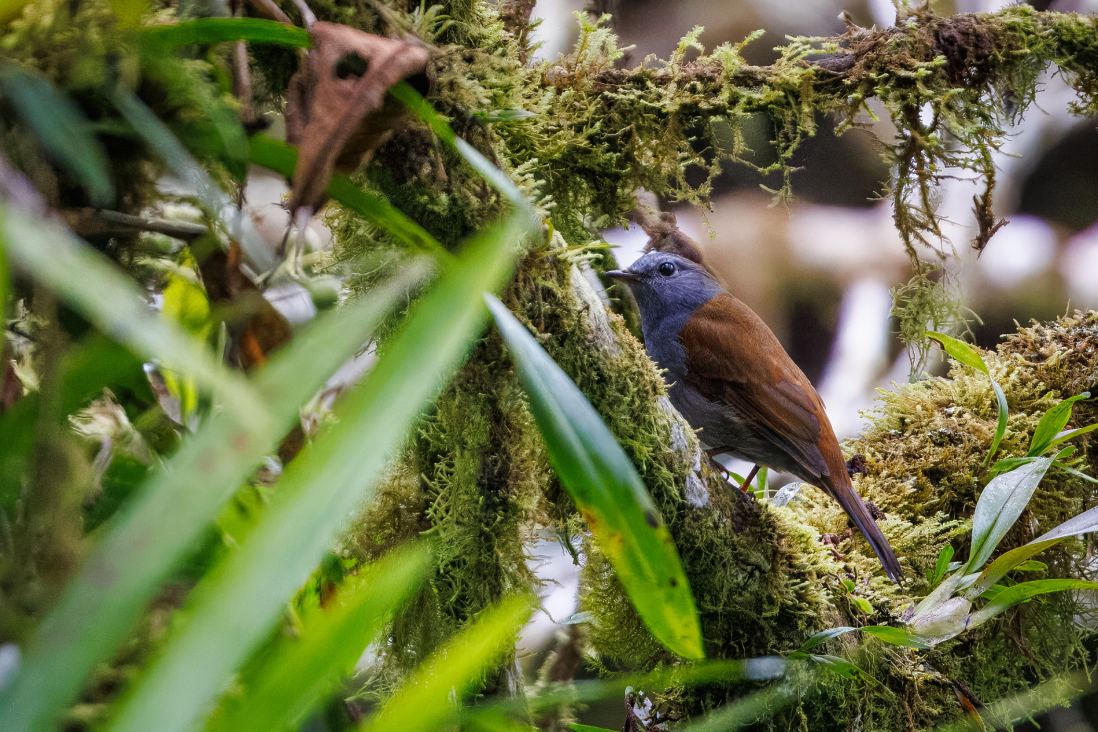 image Andean Solitaire